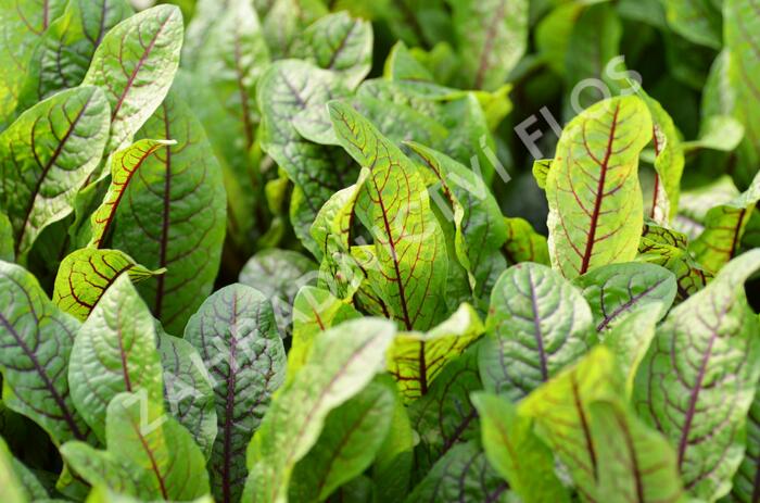 Šťovík krvavý 'Red Stripe' - Rumex sanguinea 'Red Stripe'