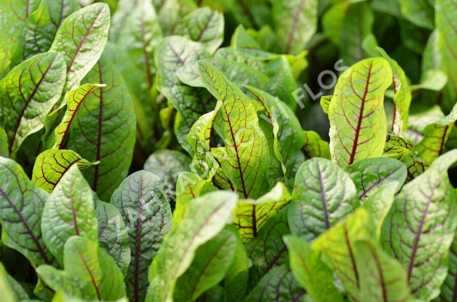 Šťovík krvavý 'Red Stripe' - Rumex sanguinea 'Red Stripe'