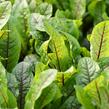 Šťovík krvavý 'Red Stripe' - Rumex sanguinea 'Red Stripe'