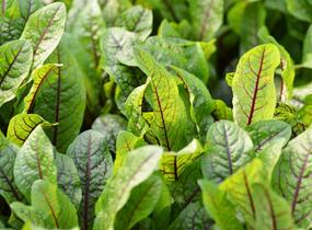 Šťovík krvavý 'Red Stripe' - Rumex sanguinea 'Red Stripe'