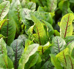 Šťovík krvavý 'Red Stripe' - Rumex sanguinea 'Red Stripe'