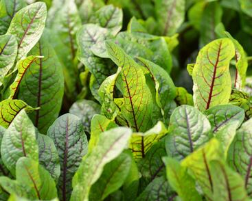 Šťovík krvavý 'Red Stripe'