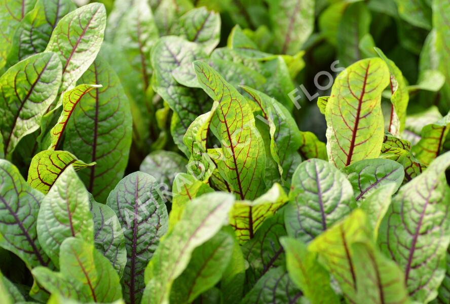 Šťovík krvavý 'Red Stripe' - Rumex sanguinea 'Red Stripe'