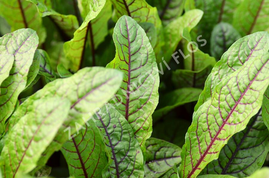 Šťovík krvavý 'Red Stripe' - Rumex sanguinea 'Red Stripe'
