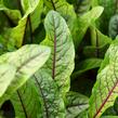 Šťovík krvavý 'Red Stripe' - Rumex sanguinea 'Red Stripe'