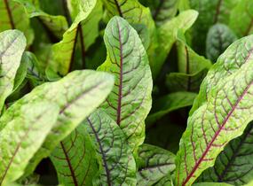 Šťovík krvavý 'Red Stripe' - Rumex sanguinea 'Red Stripe'