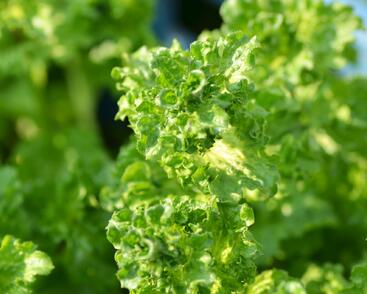 Máta klasnatá 'Crispa'