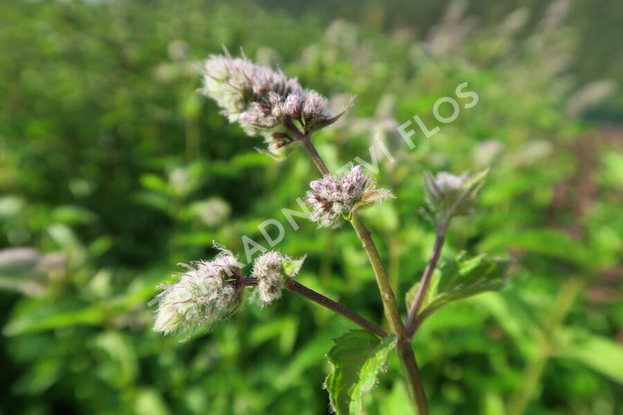 Máta klasnatá 'Yakima' - Mentha spicata 'Yakima'