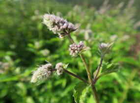 Máta klasnatá 'Yakima' - Mentha spicata 'Yakima'