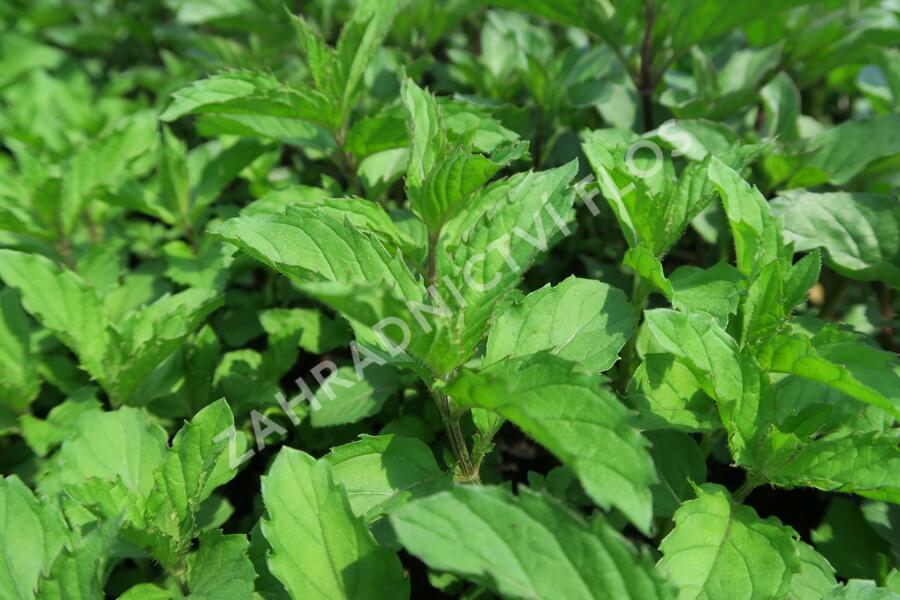 Máta klasnatá 'Yakima' - Mentha spicata 'Yakima'