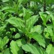 Máta klasnatá 'Yakima' - Mentha spicata 'Yakima'