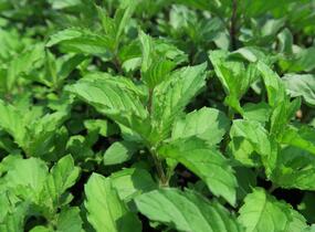 Máta klasnatá 'Yakima' - Mentha spicata 'Yakima'
