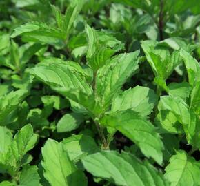 Máta klasnatá 'Yakima' - Mentha spicata 'Yakima'