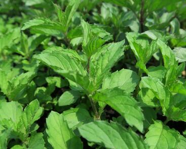 Máta klasnatá 'Yakima'