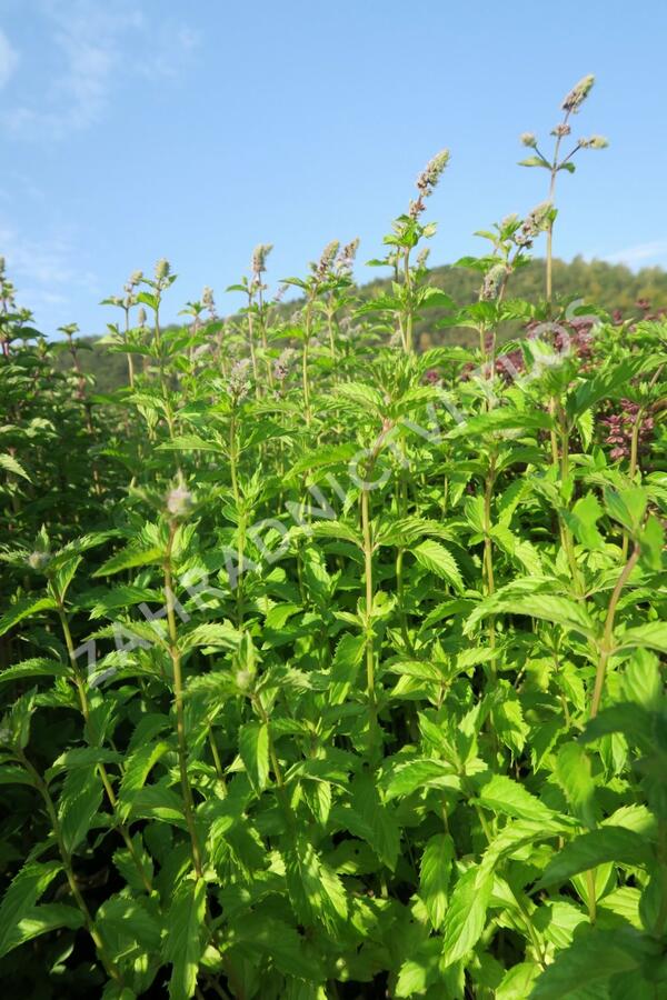 Máta klasnatá 'Yakima' - Mentha spicata 'Yakima'