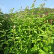 Máta klasnatá 'Yakima' - Mentha spicata 'Yakima'