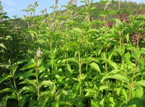 Máta klasnatá 'Yakima' - Mentha spicata 'Yakima'
