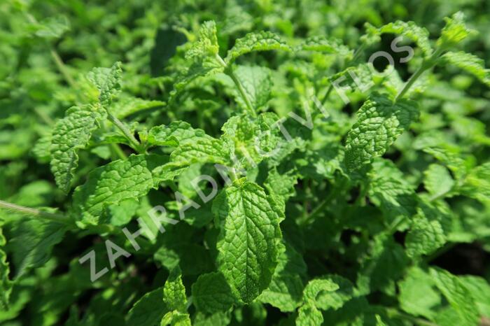Máta jahodová 'Almira' - Mentha species 'Almira'