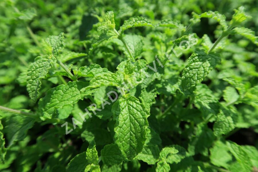 Máta jahodová 'Almira' - Mentha species 'Almira'