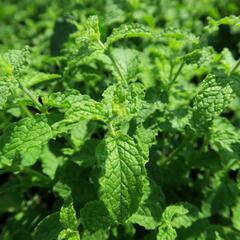 Máta jahodová 'Almira' - Mentha species 'Almira'