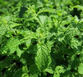 Máta jahodová 'Almira' - Mentha species 'Almira'