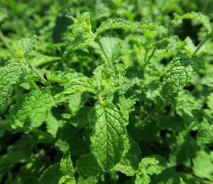 Máta jahodová 'Almira' - Mentha species 'Almira'