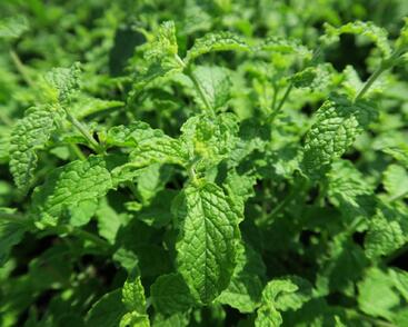 Máta jahodová 'Almira'