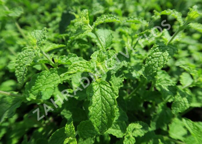 Máta jahodová 'Almira' - Mentha species 'Almira'
