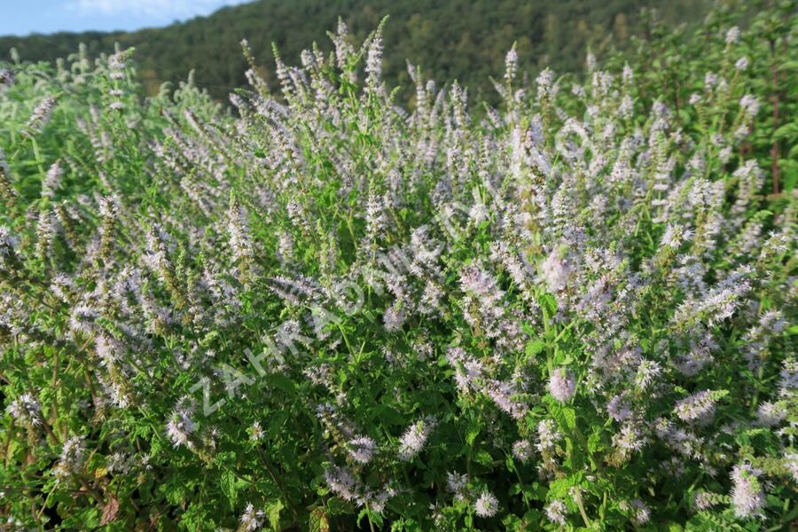 Máta jahodová 'Almira' - Mentha species 'Almira'