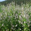 Máta jahodová 'Almira' - Mentha species 'Almira'