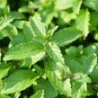 Máta peprná 'Swiss' - Mentha piperita 'Swiss'