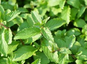 Máta peprná 'Swiss' - Mentha piperita 'Swiss'