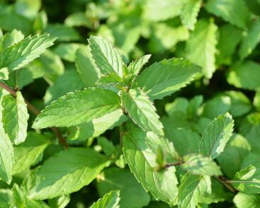 Máta peprná 'Swiss'