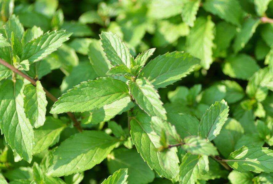 Máta peprná 'Swiss' - Mentha piperita 'Swiss'