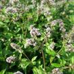 Máta peprná 'Swiss' - Mentha piperita 'Swiss'