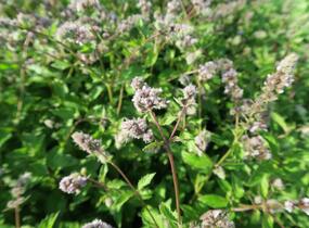 Máta peprná 'Swiss' - Mentha piperita 'Swiss'