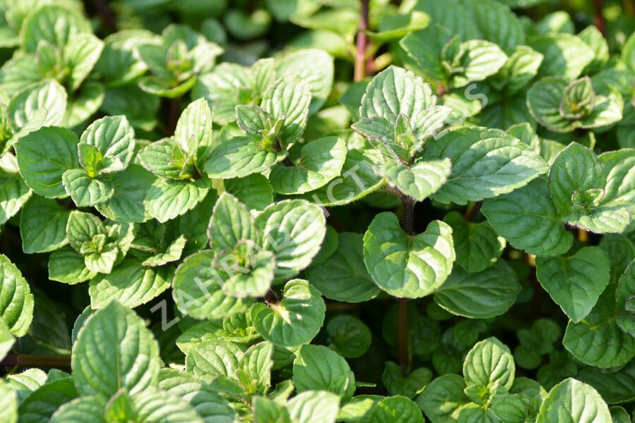 Máta peprná 'Multimentha' - Mentha piperita 'Multimentha'