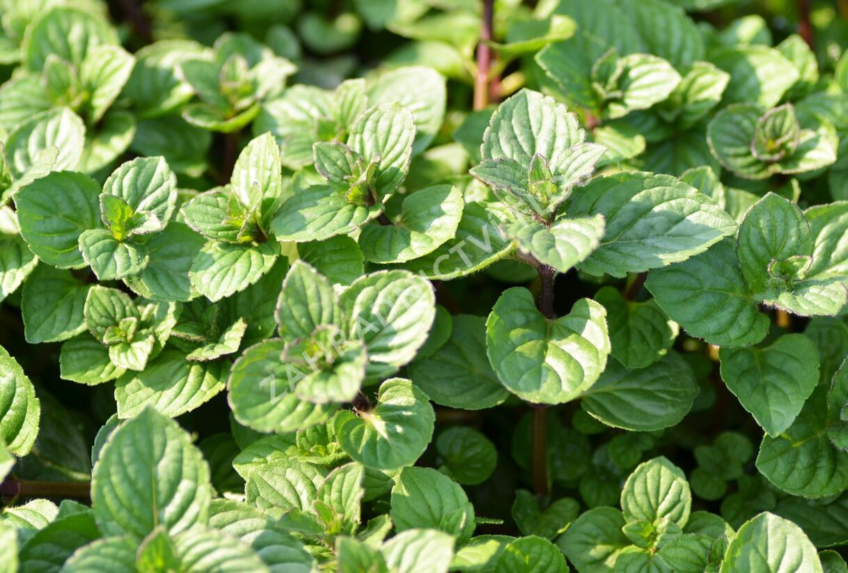 Máta peprná 'Multimentha' - Mentha piperita 'Multimentha'