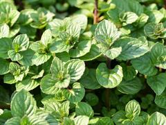 Máta peprná 'Multimentha' - Mentha piperita 'Multimentha'