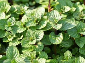 Máta peprná 'Multimentha' - Mentha piperita 'Multimentha'