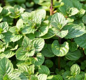 Máta peprná 'Multimentha' - Mentha piperita 'Multimentha'