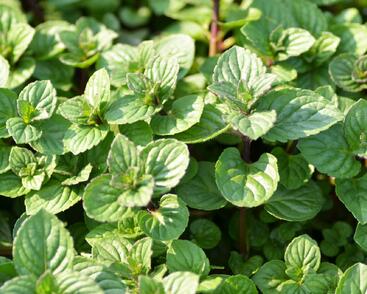 Máta peprná 'Multimentha'