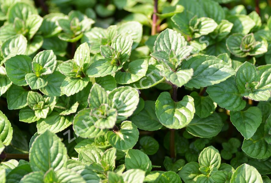 Máta peprná 'Multimentha' - Mentha piperita 'Multimentha'
