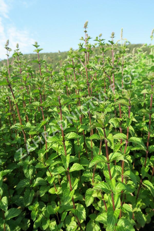 Máta peprná 'Multimentha' - Mentha piperita 'Multimentha'