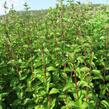 Máta peprná 'Multimentha' - Mentha piperita 'Multimentha'