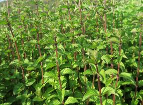 Máta peprná 'Multimentha' - Mentha piperita 'Multimentha'