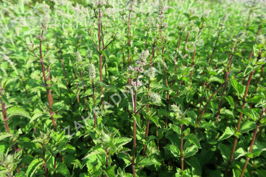 Máta peprná 'Multimentha' - Mentha piperita 'Multimentha'