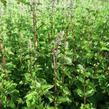 Máta peprná 'Multimentha' - Mentha piperita 'Multimentha'