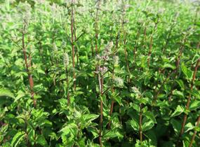 Máta peprná 'Multimentha' - Mentha piperita 'Multimentha'