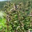 Máta peprná 'Citaro' - Mentha piperita 'Citaro'